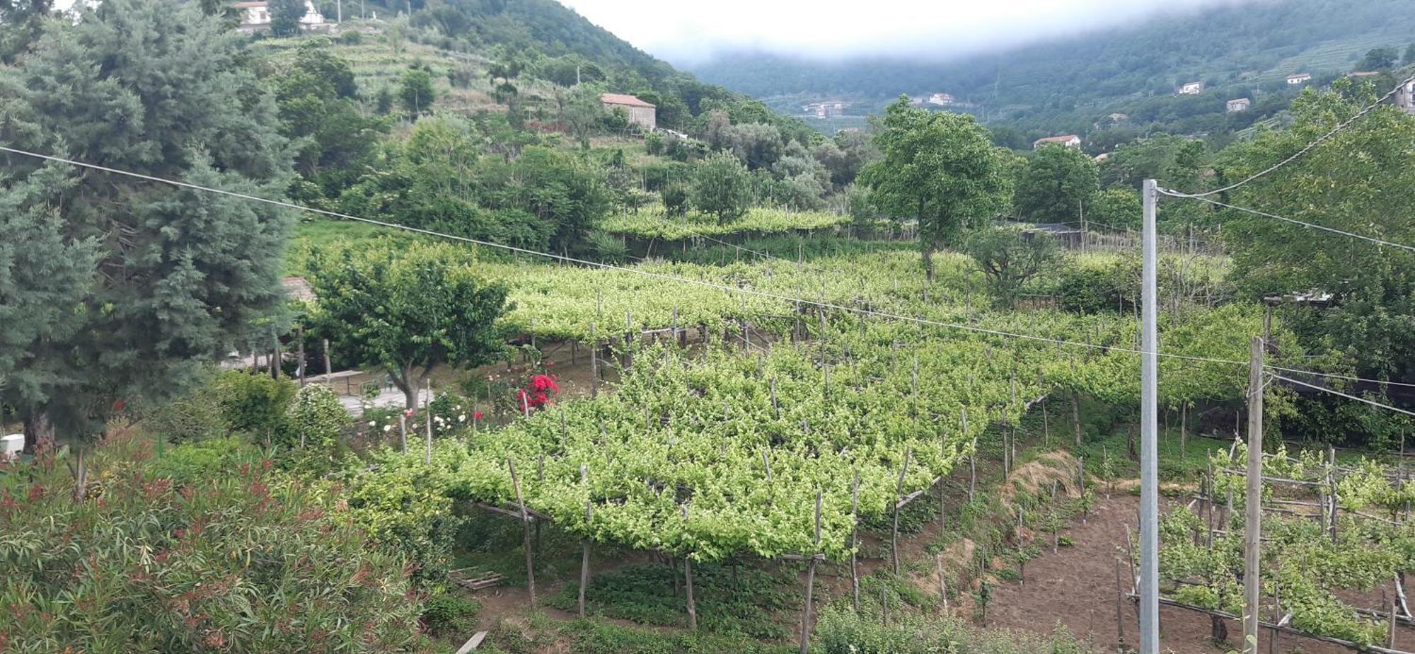 בית הארחה טרמונטי 	Agriturismo Mare E Monti מראה חיצוני תמונה