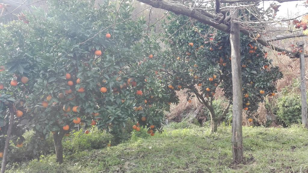 בית הארחה טרמונטי 	Agriturismo Mare E Monti מראה חיצוני תמונה