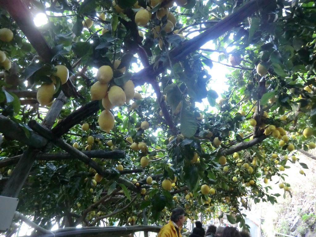 טרמונטי Agriturismo Mare E Monti מראה חיצוני תמונה